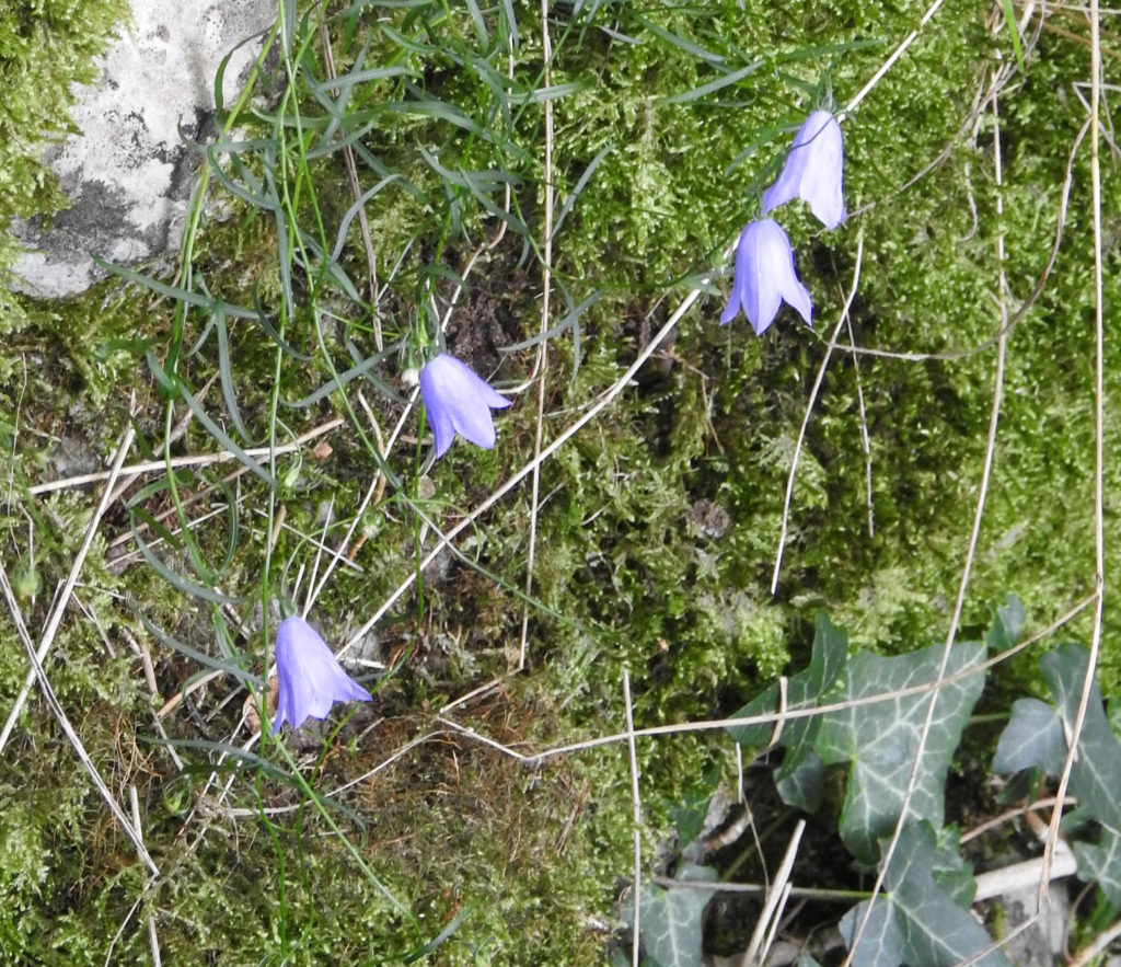 Harebells in Cumbria